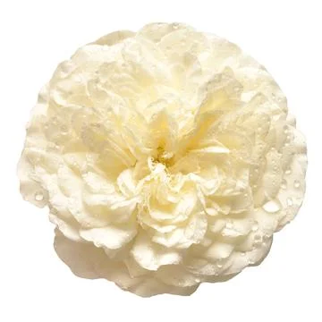 White rose David Austin isolated on a white background. Beautiful delicate .. Stock Photos