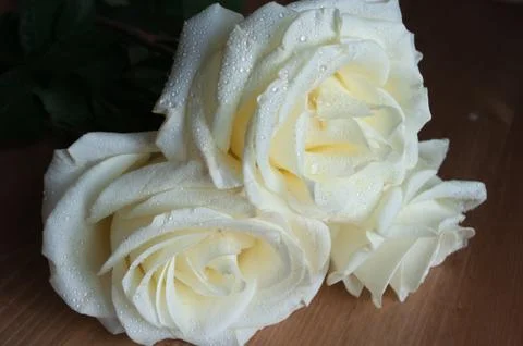 White rose with dew Foto stock