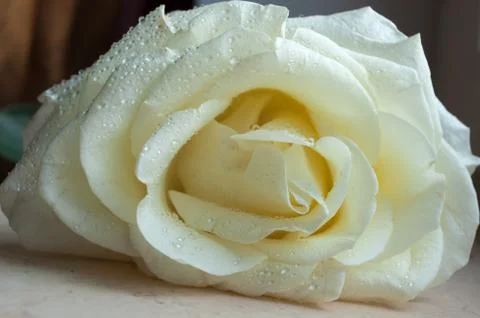 White rose with dew Stock Photos