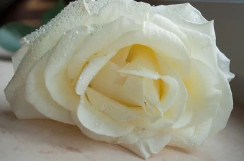 White rose with dew Stock Photos