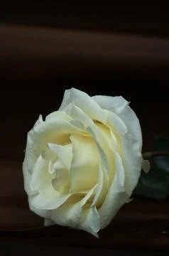 White rose with dew Stock Photos