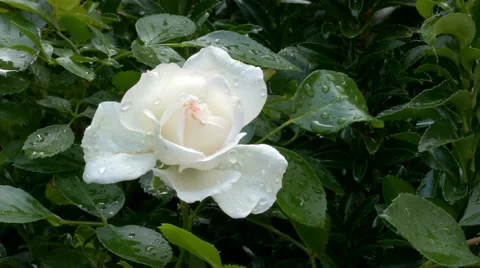 White rose dew-soaked. Video stock 50148243