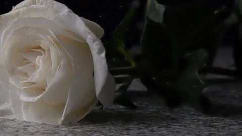 White rose drop slow motion Stock Footage 100894607