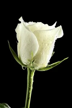 White rose with drops Stock Photos