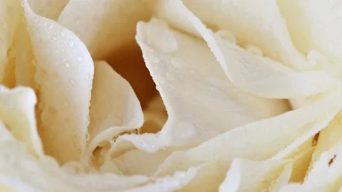 White rose in drops of water close-up. Stock Footage 140577774