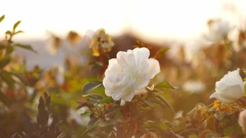 White rose during sunset with bokeh 動画素材 321193659