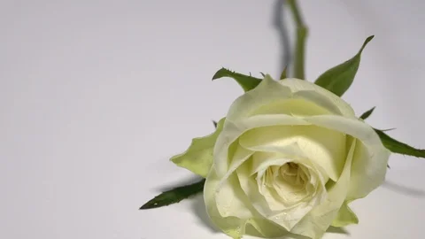 A white rose falling onto a white surface splashing dew Stock Footage 123147509