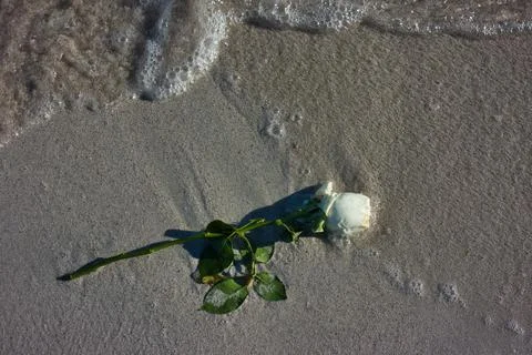 White rose floating on the beach Stock Photos