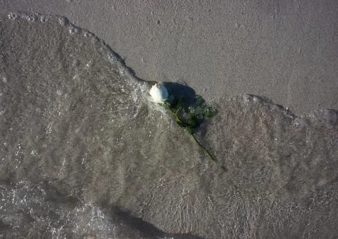 White rose floating on the beach Stock Photos