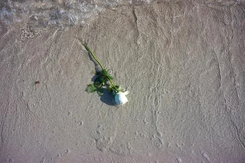 White rose floating on the beach Stock Photos
