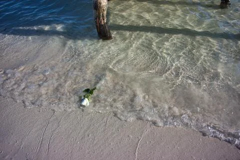 White rose floating on the beach Stock Photos