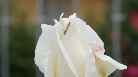 White rose flower 1 Stock Footage 39668875