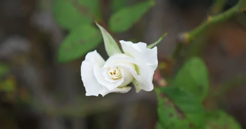 White rose flower 2 - 4K (UltraHD) Stock Footage 39656315