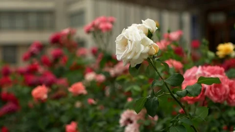  white rose flower on the background of many flowers Stock-Footage 133135380