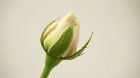White rose flower bud, dolly shot 4K Stock Footage