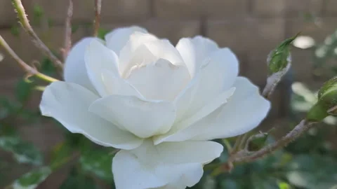 White rose flower close-up Stock-Footage 194622167