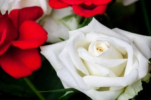 White rose flower with dark green leaves Close up background. Bright rose flower Stock Photos
