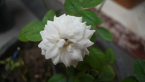 White Rose Flower Stock Footage 176175321