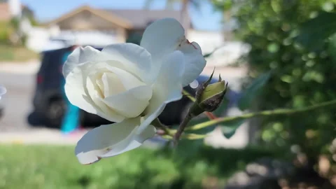 White rose flower in the frontyard Stock Footage 194618080