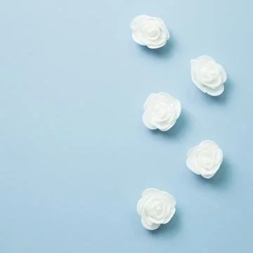 White rose flower pattern on blue background Stock Photos