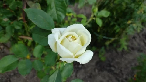 White rose on a flowerbed in the garden Stockbeeldmateriaal 341294796