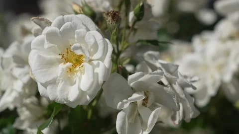 White Rose Flowers Blowing in the Wind on a Sunny Day 4K Stock Footage 345043846