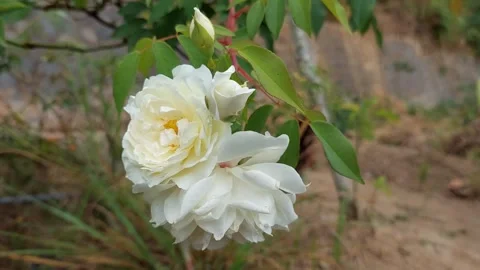 White rose flowers Stock Footage 285605946