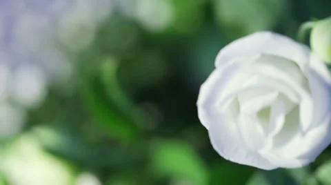 White rose, focusing 스톡 동영상 39324749