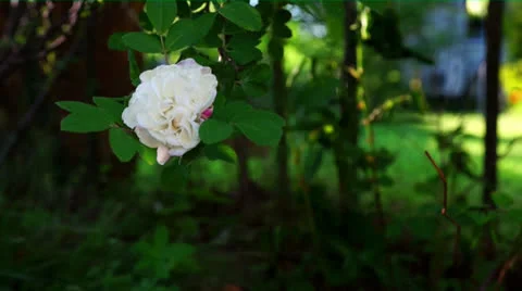 White rose Stock Footage 24674557