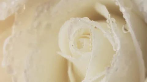 White rose Видео 24806947