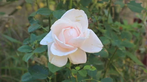 White rose Stock Footage 42415793