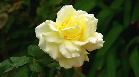 White Rose 動画素材 45863916