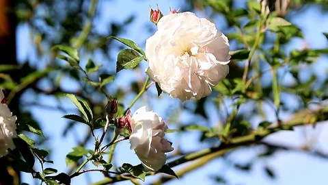 White Rose Stock Footage 71842398