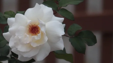 White Rose Stock Footage 94839309