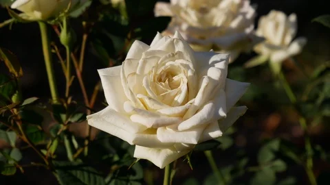 White rose Stock Footage 96066193