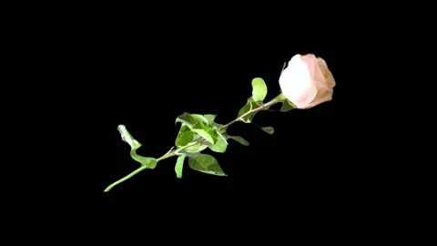 White Rose Stock Footage