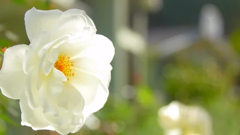 White Rose Stock Footage 119621231