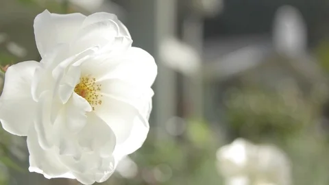 White Rose Stock Footage 119621233