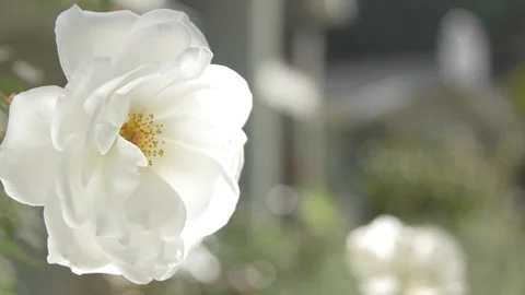 White Rose Stock Footage 119621372