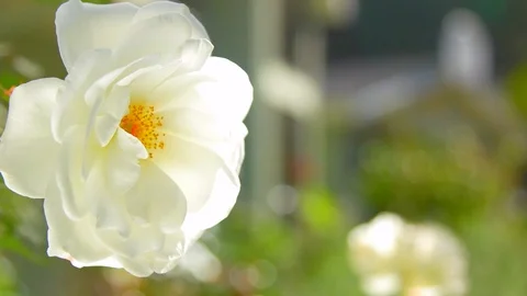 White Rose Stock Footage 119621775