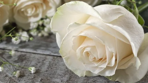 White Rose Stock Footage 120642051