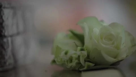 White rose Stock Footage 156834408
