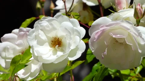 White Rose Stock Footage 190316198