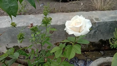 White rose Stock Footage 271724776