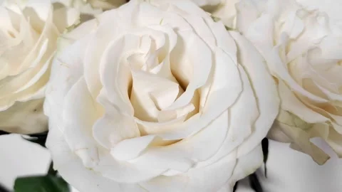 White Rose Video stock 275349421