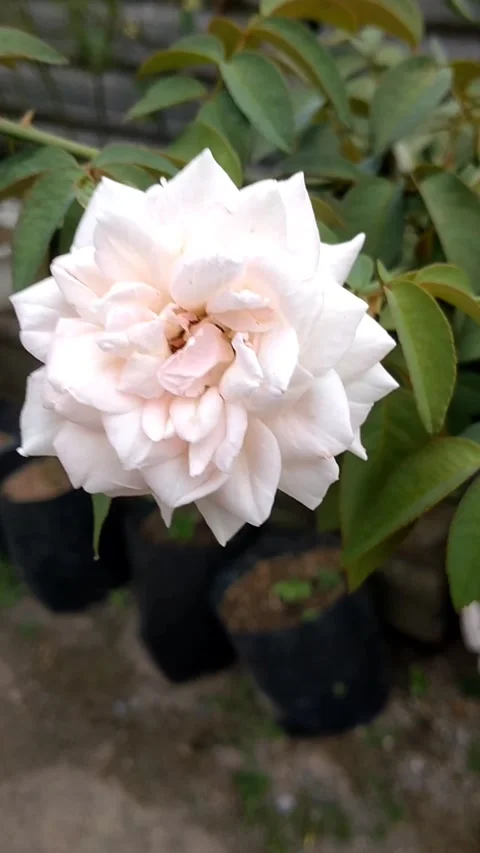 White Rose 動画素材 326090563