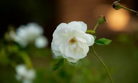 White Rose in full Bloom Stock Photos