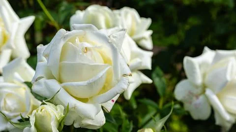 White rose in full bloom in sunlit garden with roses Stock Photos