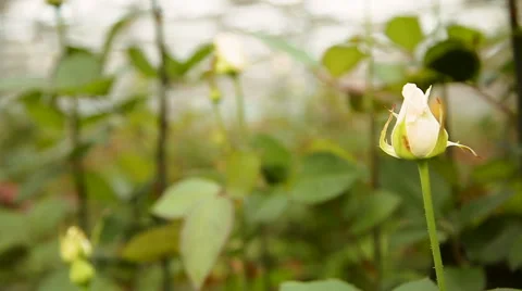 White rose in the garden Stock Footage 62541749