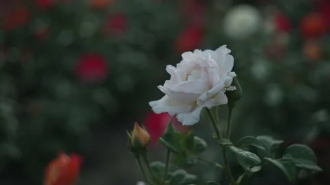 White rose in the garden Stock Footage 194909761